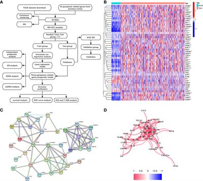 A novel association of pyroptosis-related gene signature with the prognosis of hepatocellular carcinoma